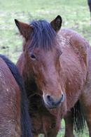 Denham horse close up